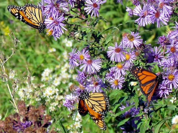 Toronto Lake three Monarch butterflies 2013 — Stock Photo, Image