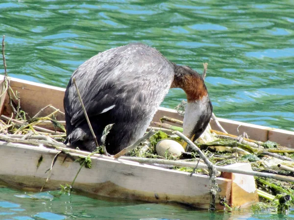 Toronto Lake red-necked fuut gesloopt het ei 2017 — Stockfoto