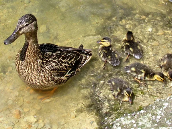 Toronto High Park kaczki i kaczątka 2017 — Zdjęcie stockowe