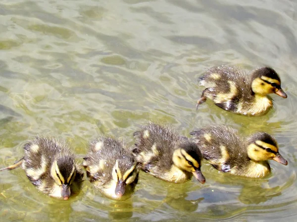 Toronto High Park patitos 2017 — Foto de Stock