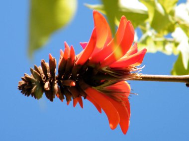 Veya Yehuda mercan ağacı çiçek 2011