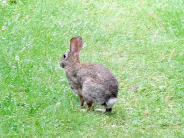 Thornhill çalışan Doğu pamukkuyruk tavşan 2017