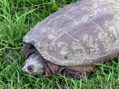 Thornhill Kaplumbağa ve çim 2017