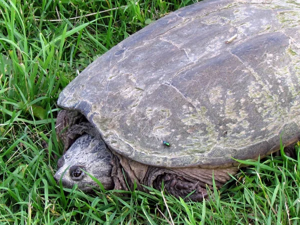 Thornhill żółwia i trawa 2017 — Zdjęcie stockowe