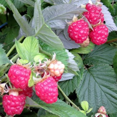  Markham ahududu şubelere 2017