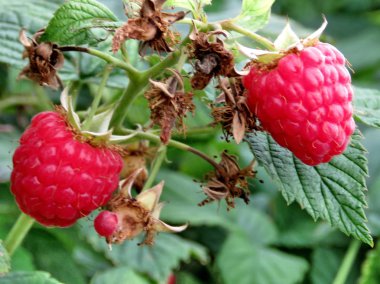  Markham ahududu 2017