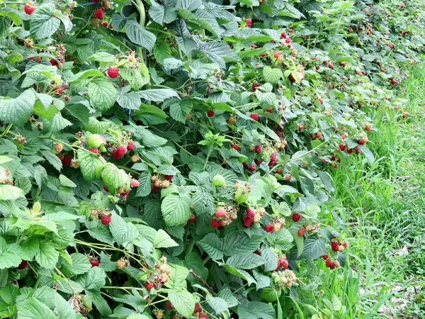 Markham raspberry plantation 2017 — Stock Photo, Image