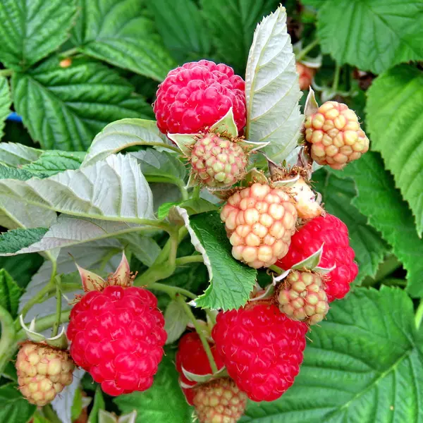 Markham the raspberry branch 2017 — Stock Photo, Image