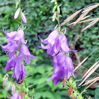  Thornhill Bluebell çiçek 2017