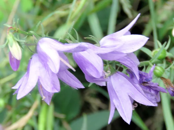 Thornhill Bluebell flower 2017 — Stock Photo, Image