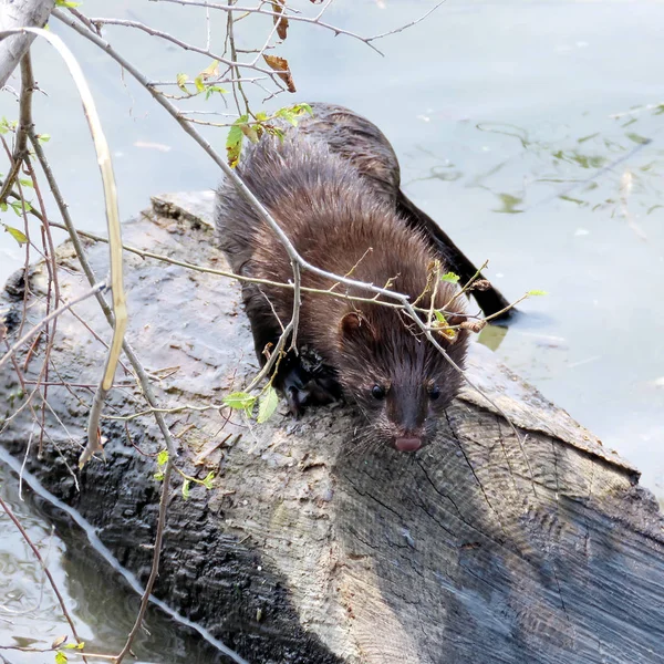 Toronto Lago Lontra canadensis 2017 — Foto Stock