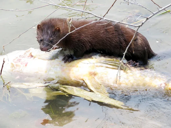 Toronto Lake Lontra canadensis en vis 2017 — Stockfoto