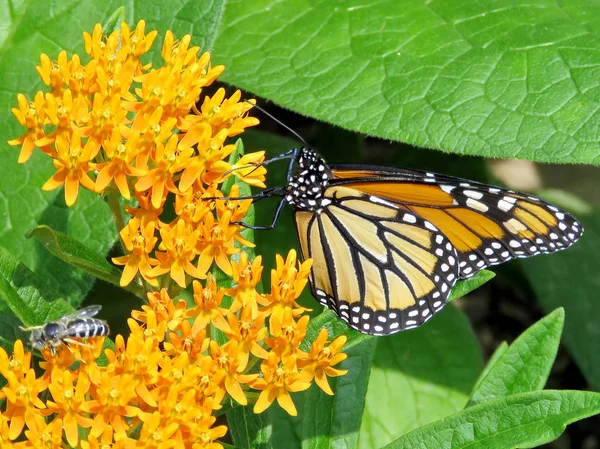 Toronto High Park Monarca farfalla e ape su un fiore 2017 — Foto Stock