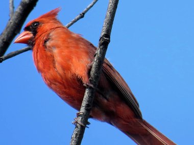 Thornhill kırmızı kardinal 2017
