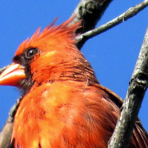 A Red Cardinal 2017 Thornhill portréja — Stock Fotó