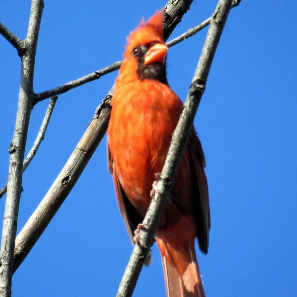 Bir ağaçta kırmızı kardinal Thornhill 2017 — Stok fotoğraf