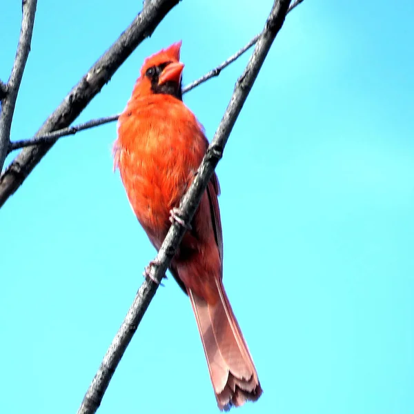 Thornhill the Red Cardinal on a branch 2017 — Stock Photo, Image