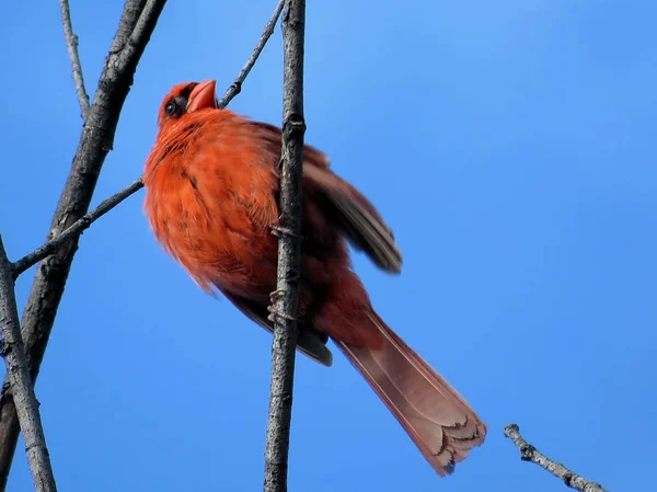 Thornhill kırmızı kardinal izole 2017 — Stok fotoğraf