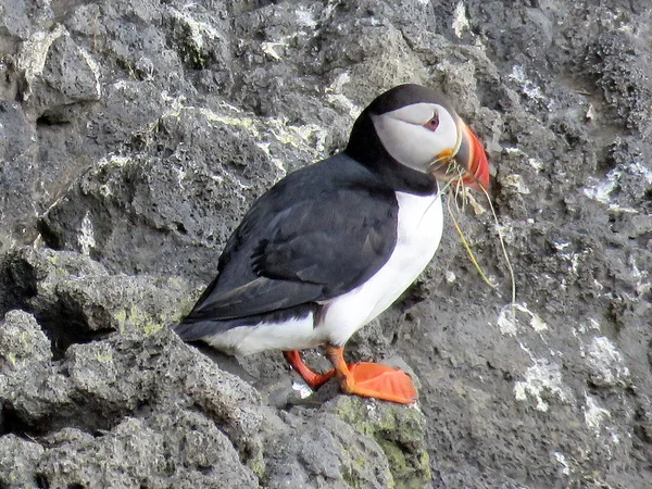 Ισλανδία το πουλί του Ατλαντικού πουλιού σε μια πέτρα 2017 — Φωτογραφία Αρχείου