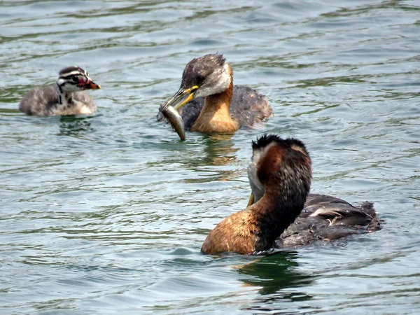 Toronto Lake family of red-necked grebe 2017 — Stock Photo, Image