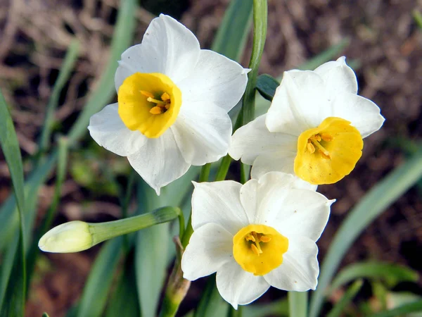 Sau Yehuda Narcissus 2011 — Fotografie, imagine de stoc