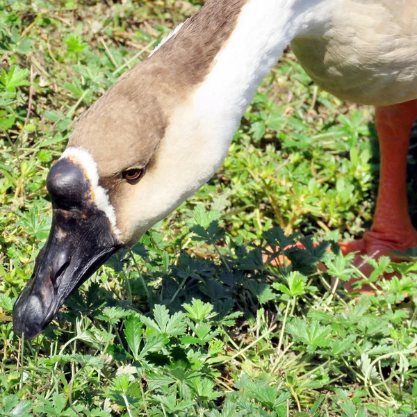 Toronto Lake Chinese Swan Goose grass nips 2016 — Stock Photo, Image