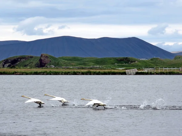 Islândia início de voo de whooper cisnes 2017 — Fotografia de Stock