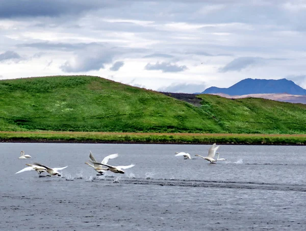 Islândia rebanho de cisnes whooper 2017 — Fotografia de Stock
