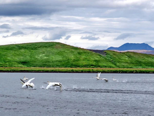 Islande le troupeau de cygnes siffleurs 2017 — Photo