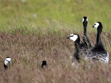 İzlanda Barnacle kaz çim 2017