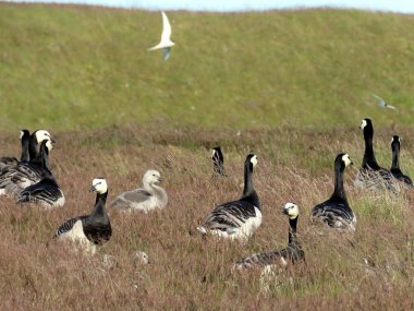 Barnacle kaz sürüsü İzlanda çim 2017