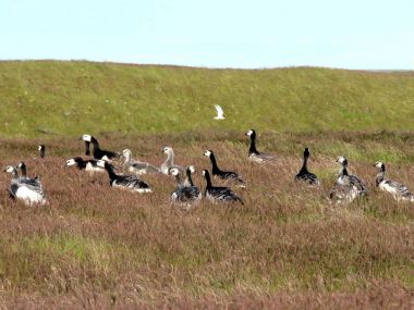 İzlanda Barnacle kaz çim 2017