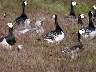 İzlanda Barnacle kazlar ve kuşlar 2017