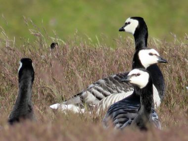İzlanda Barnacle kaz çim 2017