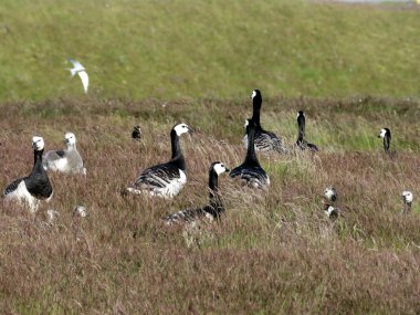 Barnacle kaz sürüsü İzlanda 2017 çimenlerin üzerinde