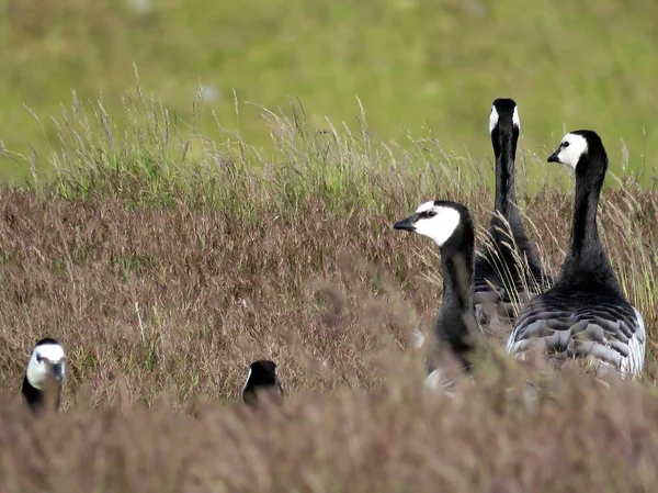 İzlanda Barnacle kaz çim 2017