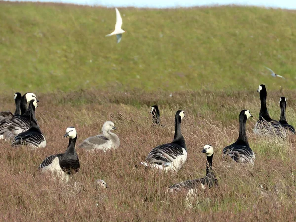 Barnacle kaz sürüsü İzlanda çim 2017