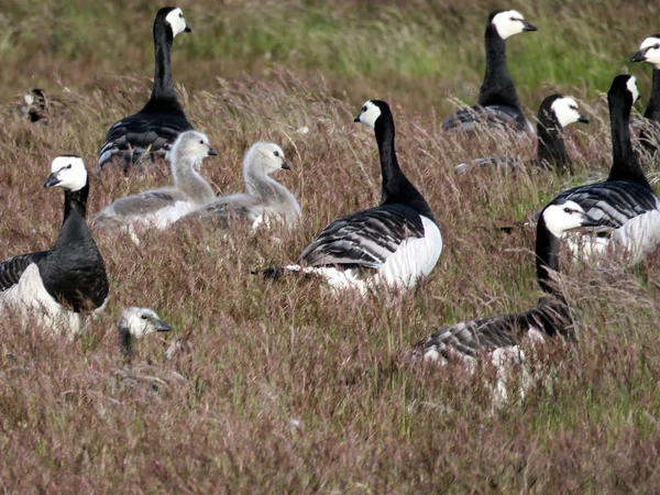 İzlanda Barnacle kazlar ve kuşlar 2017