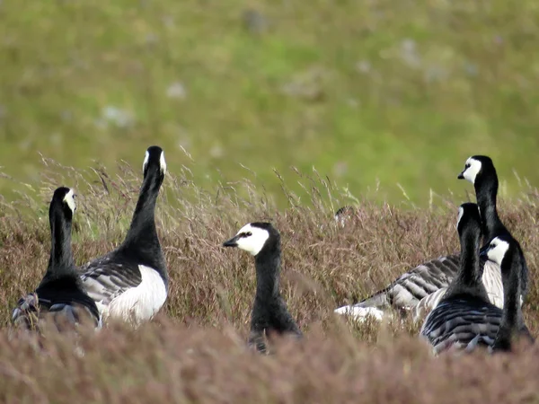 barnacle x canada goose barnacle x canada goose