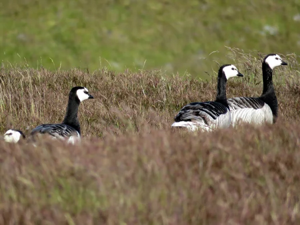 İzlanda Barnacle kazlar 2017