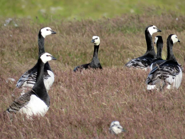 İzlanda Barnacle kaz çim 2017