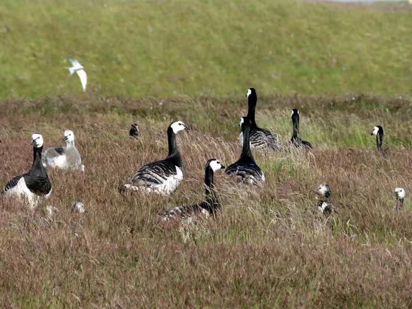 Barnacle kaz sürüsü İzlanda 2017 çimenlerin üzerinde