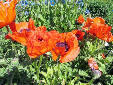 İzlanda haşhaş 2017