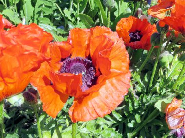 İzlanda kırmızı haşhaş çiçekleri 2017 