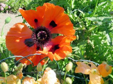 İzlanda kırmızı haşhaş çiçek 2017 izole 