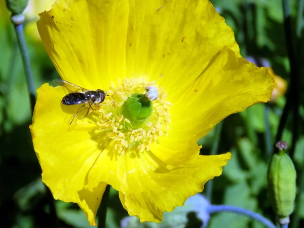 Iceland yellow poppy flower 2017 — Stock Photo, Image