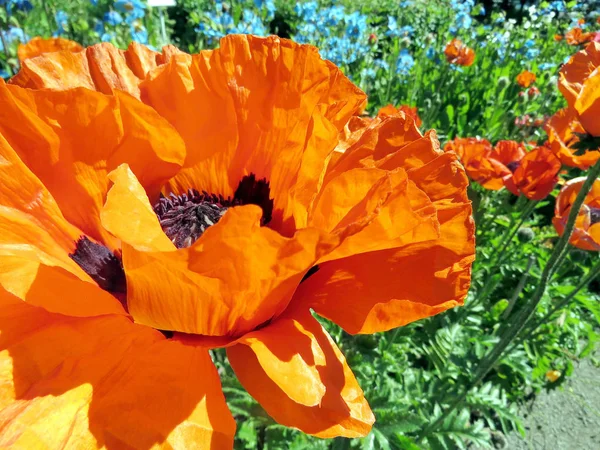 アイスランド ポピーの花 2017 ストックフォト