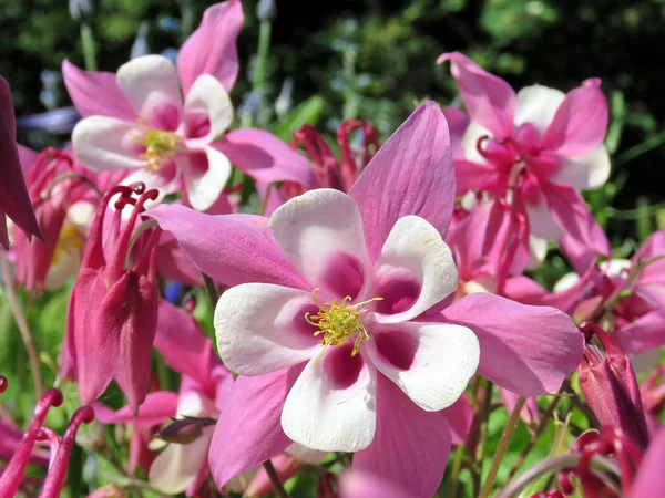 Iceland pink columbine flower 2017 — Stock Photo, Image