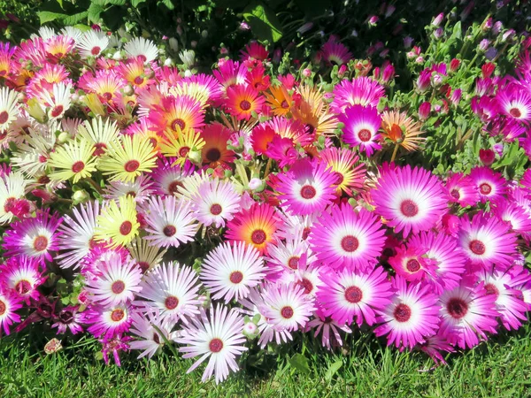 Iceland carpet of daisy 2017 — Stock Photo, Image