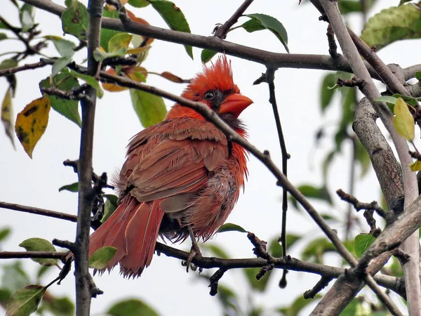 Thornhill cardenal rojo en el bosque 2017 — Foto de Stock